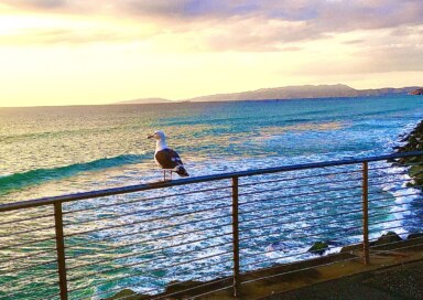 photograph of a seagull on a railing with the ocean behind