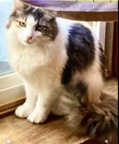 Photo of Mia, my cat