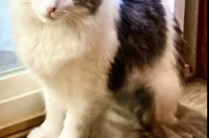 Photo of Mia, my cat