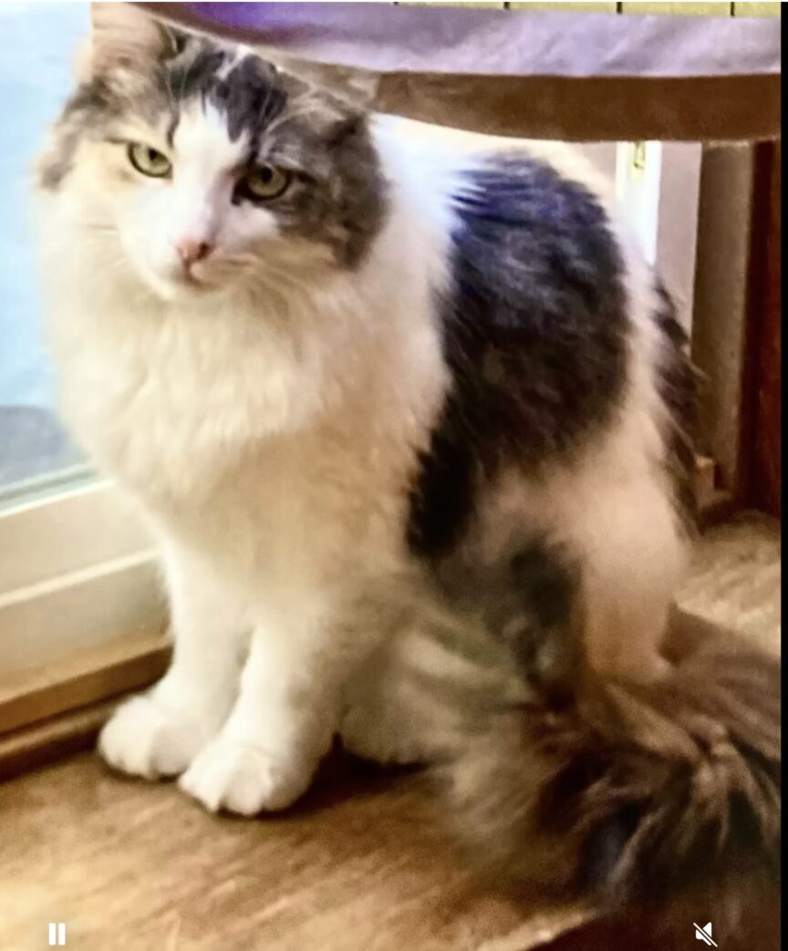 Photo of Mia, my cat