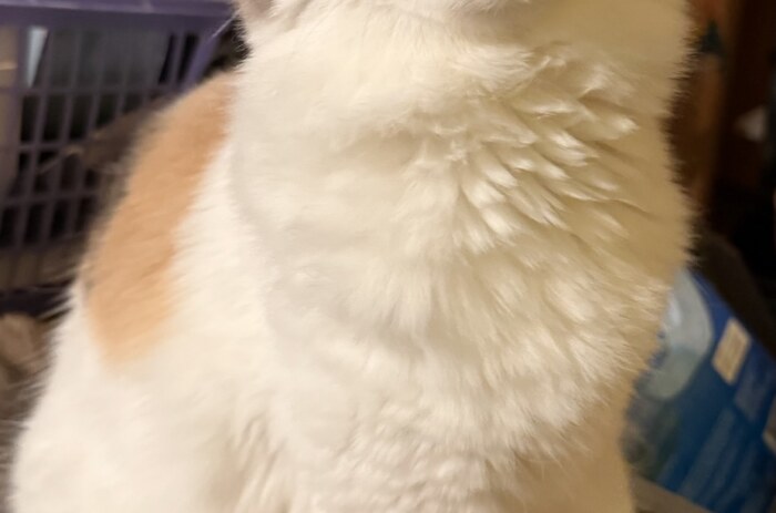 photo of my cat Mia looking up