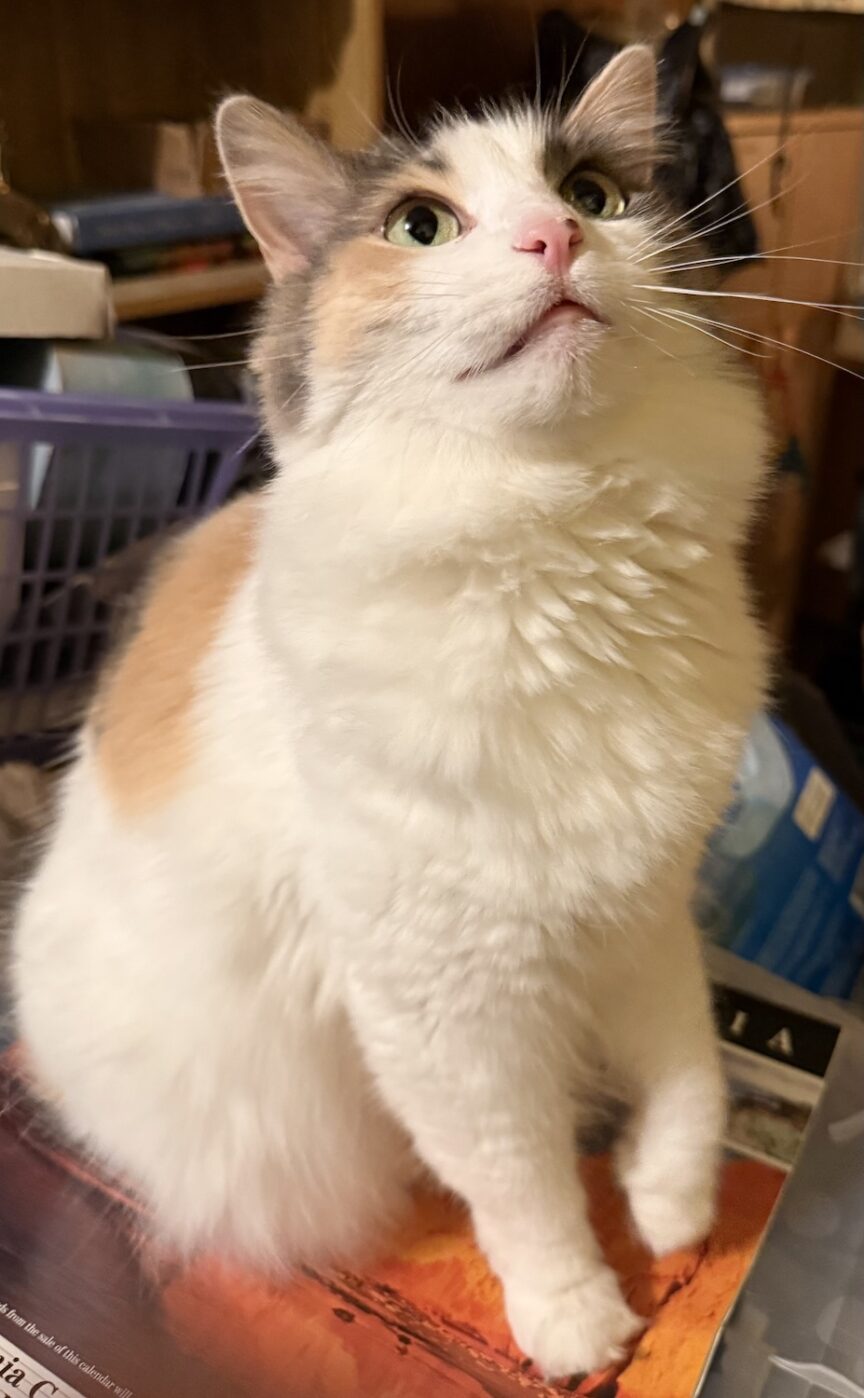 photo of my cat Mia looking up