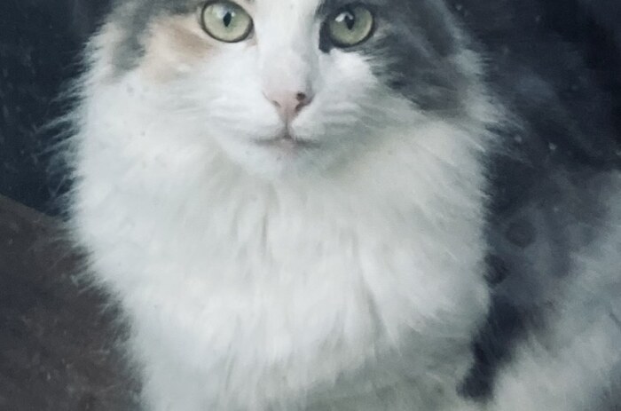 photo of my cat Mia on the other side of a window