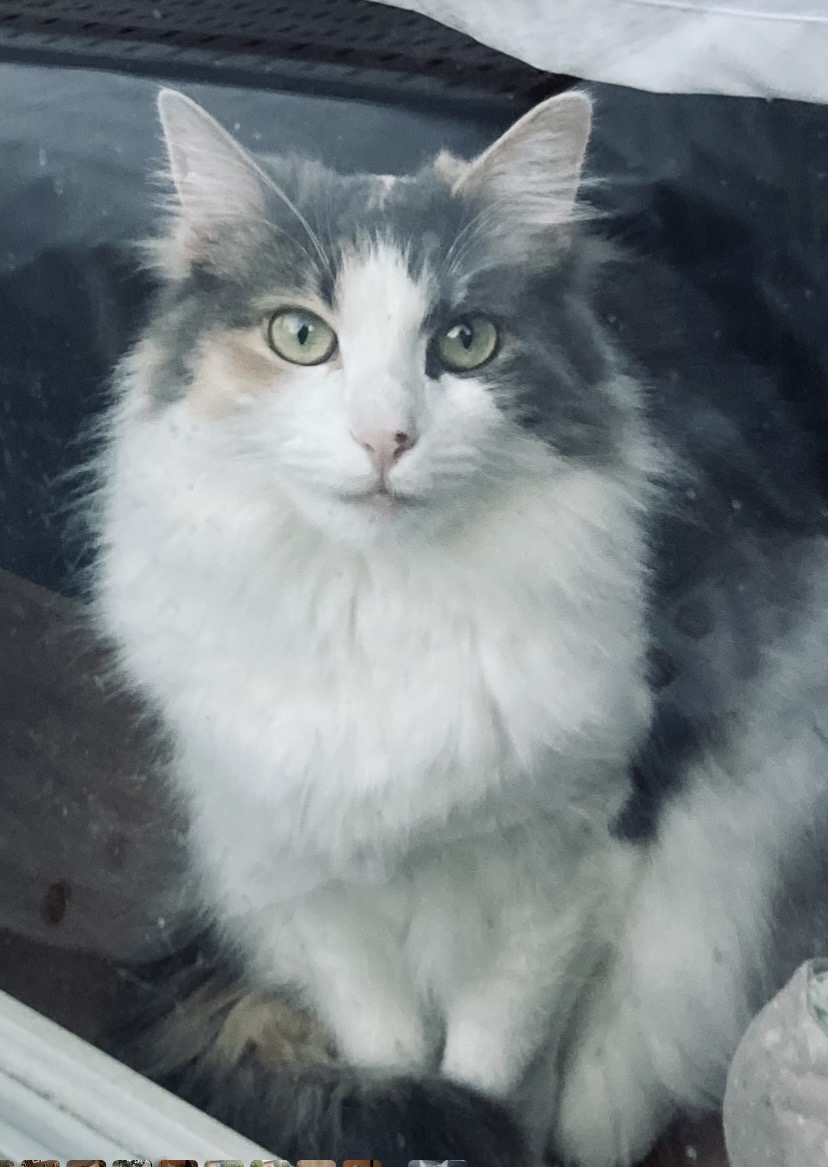photo of my cat Mia on the other side of a window