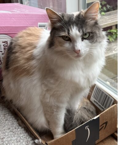 picture of my cat Mia in a box