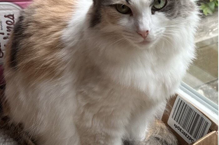 picture of my cat Mia in a box