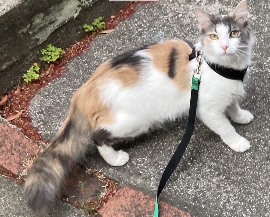 Photo of my cat Mia in our yard
